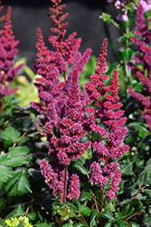 Visions in Red Chinese Astilbe (Astilbe chinensis 'Visions in Red') at Green Haven Garden Centre
