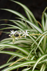 Spider Plant (Chlorophytum comosum) at Green Haven Garden Centre