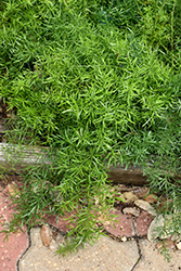 Sprengeri Asparagus Fern (Asparagus densiflorus 'Sprengeri') at Green Haven Garden Centre