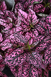 Splash Select Pink Polka Dot Plant (Hypoestes phyllostachya 'Splash Select Pink') at Green Haven Garden Centre