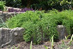 Sprengeri Asparagus Fern (Asparagus densiflorus 'Sprengeri') at Green Haven Garden Centre