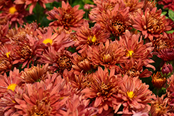 Stardust Chrysanthemum (Chrysanthemum 'Jefdust') at Green Haven Garden Centre