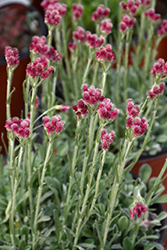 Red Pussytoes (Antennaria dioica 'Rubra') at Green Haven Garden Centre