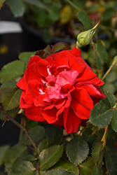 Canadian Shield Rose (Rosa 'CCA576') at Green Haven Garden Centre