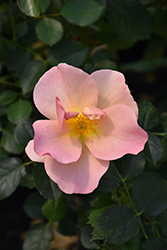 Chinook Sunrise Rose (Rosa 'VLR001') at Green Haven Garden Centre