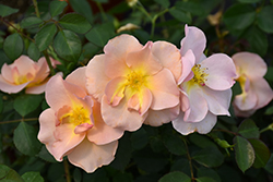 Chinook Sunrise Rose (Rosa 'VLR001') at Green Haven Garden Centre