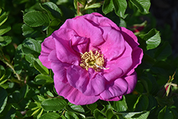 Lotty's Love Rose (Rosa rugosa 'BOC rogosnif') at Green Haven Garden Centre