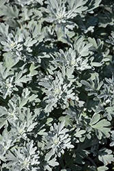 Silver Brocade Artemisia (Artemisia stelleriana 'Silver Brocade') at Green Haven Garden Centre