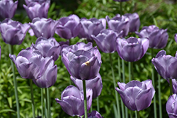 Bleu Aimable Tulip (Tulipa 'Bleu Aimable') at Green Haven Garden Centre