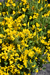 Yellow Broom (Cytisus decumbens) at Green Haven Garden Centre