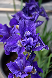 Ruffled Velvet Iris (Iris sibirica 'Ruffled Velvet') at Green Haven Garden Centre