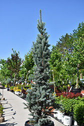 Blue Totem Spruce (Picea pungens 'Blue Totem') at Green Haven Garden Centre