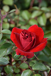 Canadian Shield Rose (Rosa 'CCA576') at Green Haven Garden Centre