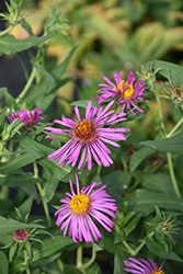 Rose Beauty Aster (Symphyotrichum novae-angliae 'Rose Beauty') at Green Haven Garden Centre