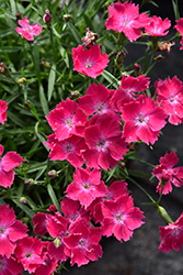 Beauties Kahori Scarlet Pinks (Dianthus 'Kahori Scarlet') at Green Haven Garden Centre