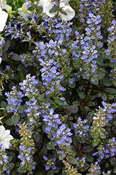 Chocolate Chip Bugleweed (Ajuga reptans 'Chocolate Chip') at Green Haven Garden Centre