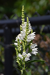 Crystal Peak White Obedient Plant (Physostegia virginiana 'Crystal Peak White') at Green Haven Garden Centre