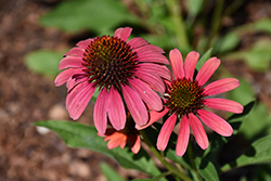SunSeekers Coral Coneflower (Echinacea 'SunSeekers Coral') at Green Haven Garden Centre