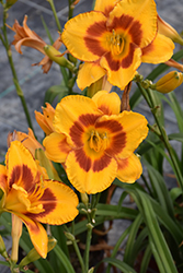 Fooled Me Daylily (Hemerocallis 'Fooled Me') at Green Haven Garden Centre