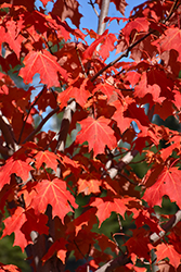 Inferno Sugar Maple (Acer saccharum 'Jeferno') at Green Haven Garden Centre