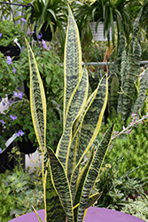 Striped Snake Plant (Sansevieria trifasciata 'Laurentii') at Green Haven Garden Centre