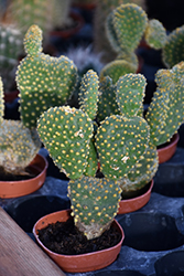 Bunny Ears Cactus (Opuntia microdasys) at Green Haven Garden Centre