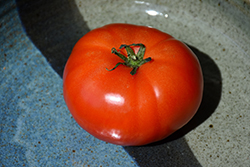 Super Fantastic Tomato (Solanum lycopersicum 'Super Fantastic') at Green Haven Garden Centre