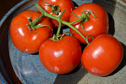 Manitoba Tomato (Solanum lycopersicum 'Manitoba') at Green Haven Garden Centre