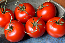Patio Tomato (Solanum lycopersicum 'Patio') at Green Haven Garden Centre