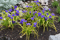 Sweet Kate Spiderwort (Tradescantia x andersoniana 'Sweet Kate') at Green Haven Garden Centre