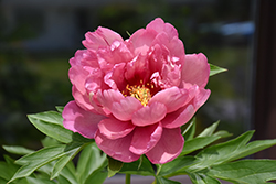 Pink Double Dandy Peony (Paeonia 'Pink Double Dandy') at Green Haven Garden Centre