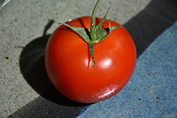 Early Girl Tomato (Solanum lycopersicum 'Early Girl') at Green Haven Garden Centre