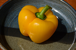 Golden California Sweet Pepper (Capsicum annuum 'Golden California') at Green Haven Garden Centre