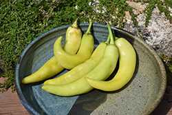 Sweet Banana Pepper (Capsicum annuum 'Sweet Banana') at Green Haven Garden Centre
