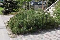 Dwarf Mugo Pine (Pinus mugo var. pumilio) at Green Haven Garden Centre