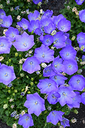 Rapido Blue Bellflower (Campanula carpatica 'Rapido Blue') at Green Haven Garden Centre