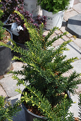 Morden Upright  Japanese Yew (Taxus cuspidata 'Morden Upright') at Green Haven Garden Centre