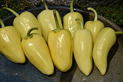 Mariachi Pepper (Capsicum annuum 'Mariachi') at Green Haven Garden Centre