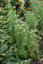 Santo Cilantro (Coriandrum sativum 'Santo') at Green Haven Garden Centre