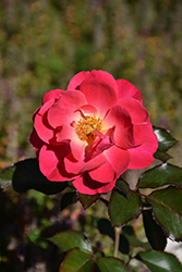 Aurora Borealis Rose (Rosa 'VLR002') at Green Haven Garden Centre