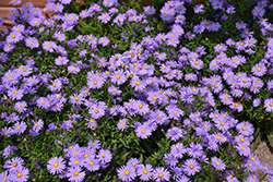 Romany Aster (Symphyotrichum dumosum 'Romany') at Green Haven Garden Centre
