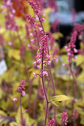 Fun and Games Eye Spy Foamy Bells (Heucherella 'Eye Spy') at Green Haven Garden Centre