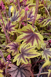 Fun and Games Eye Spy Foamy Bells (Heucherella 'Eye Spy') at Green Haven Garden Centre