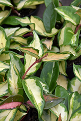 Variegated Wax Plant (Hoya carnosa 'Variegata') at Green Haven Garden Centre