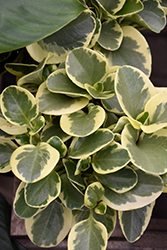 Variegated Baby Rubber Plant (Peperomia obtusifolia 'Variegata') at Green Haven Garden Centre