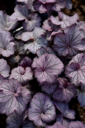 Northern Exposure Silver Coral Bells (Heuchera 'TNHEUNES') at Green Haven Garden Centre