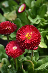 Bellisima Red English Daisy (Bellis perennis 'Bellissima Red') at Green Haven Garden Centre