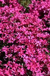 Scarlet Flame Moss Phlox (Phlox subulata 'Scarlet Flame') at Green Haven Garden Centre