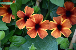 Tangerine Slice A-Peel Black-Eyed Susan (Thunbergia alata 'DL1501') at Green Haven Garden Centre