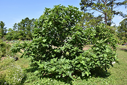 Brown Turkey Fig (Ficus carica 'Brown Turkey') at Green Haven Garden Centre